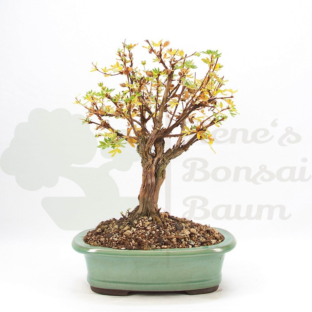 Weißer Fingerstrauch 'Potentilla fruticosa'